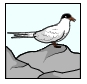 Picture of bird labeled arctic tern.